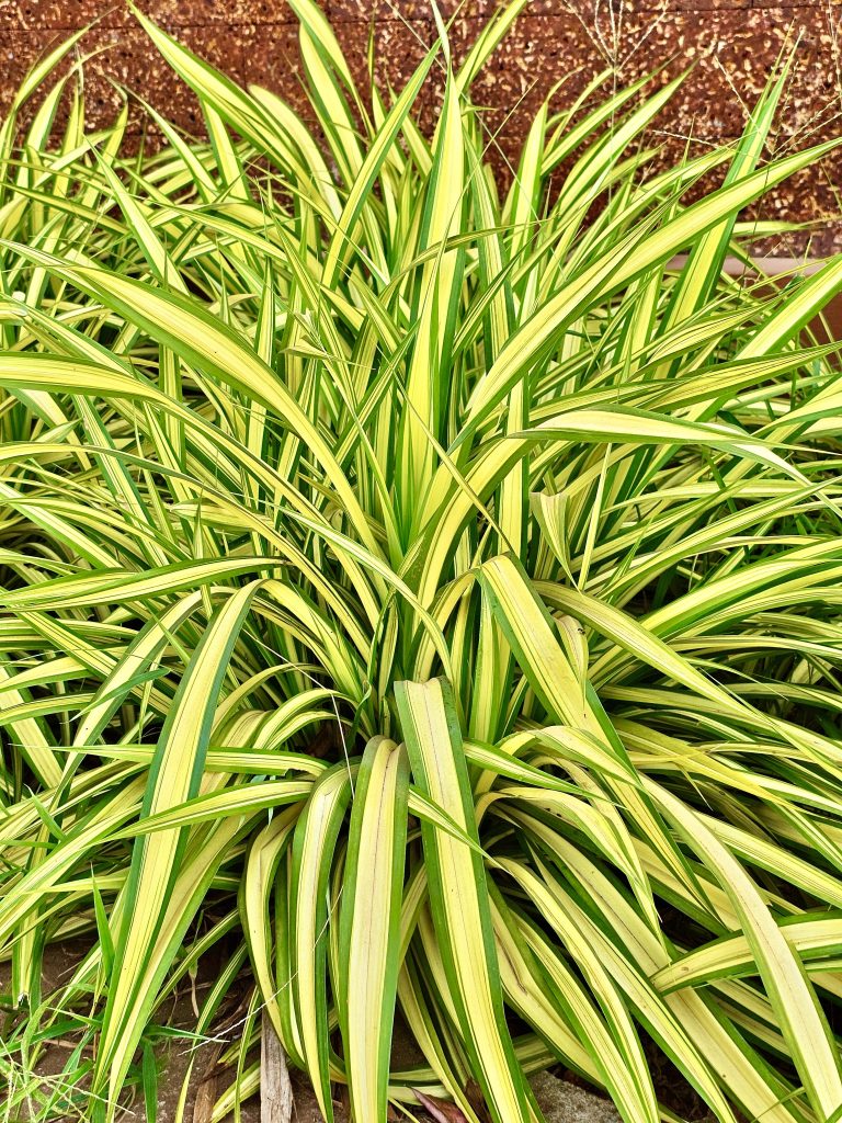 Pandanus Veitchii plants, commonly known as the Screw Pine. From Perumanna, Kozhikode, Kerala.