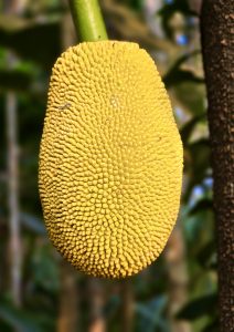 Close up of a tender jackfruit. From Perumanna, Kozhikode, Kerala.