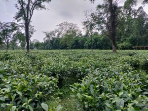 Tea garden in Sylhet Bangladesh