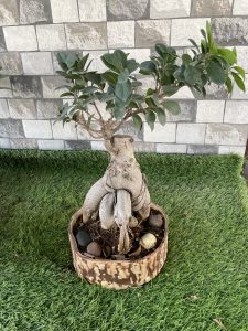 Adenium bonsai plant in a pot