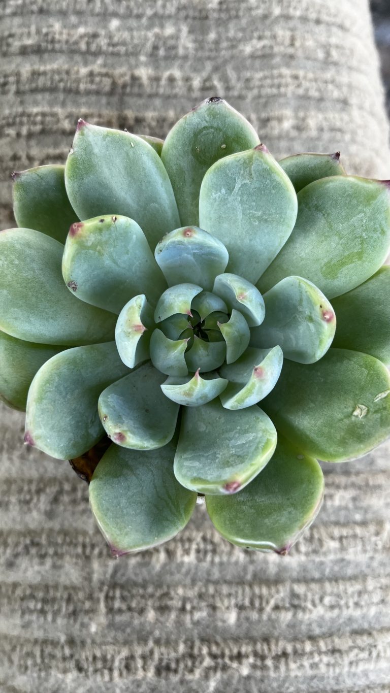 Echeveria Chihuahuaensis has stunning fleshy glaucous leaves with red tips.