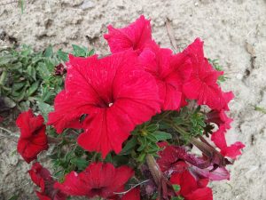 Bright red petunias with green leaves against a background of textured soil.