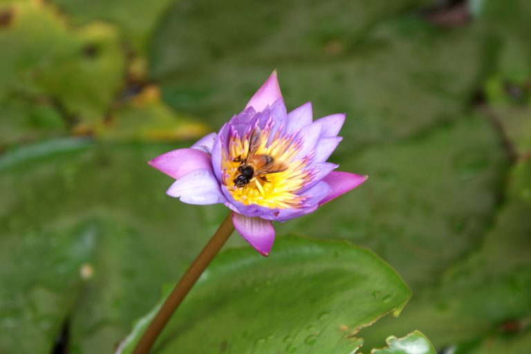 Honeybee collecting honey from Lotus flower