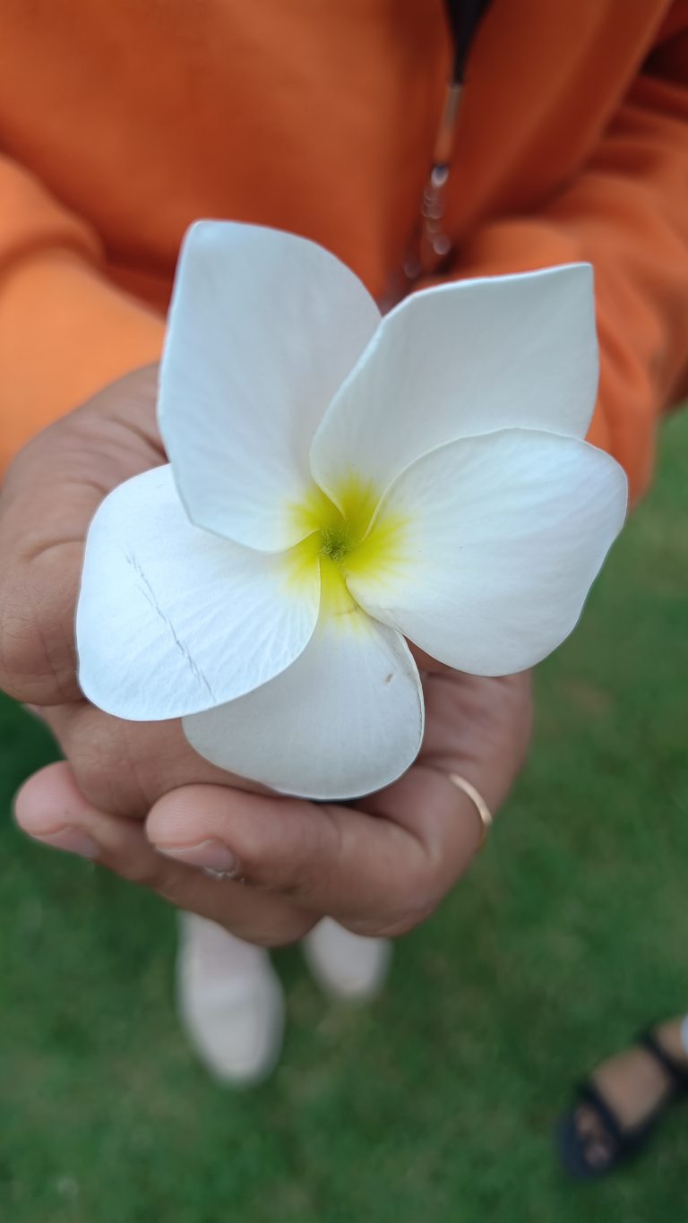 Person holding a white flower known as Plumeria Pudica.