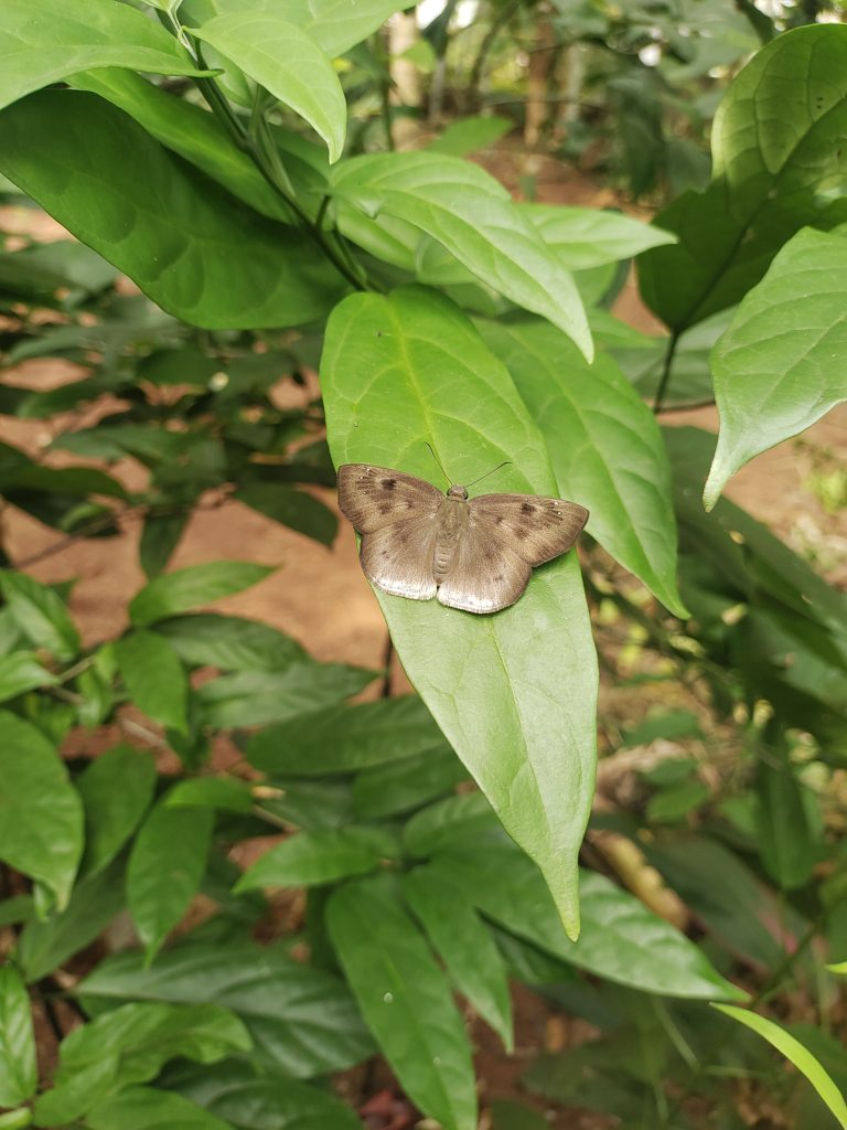 Tagiades japetus, commonly known as the pied flat or the common snow flat.