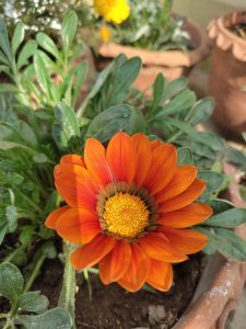 An orange flower growing in a terra cotta pot