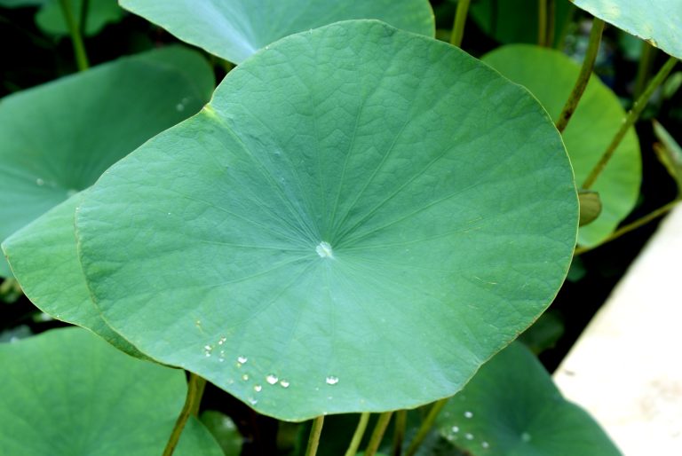 A close-up image of a lotus leaf, showcasing its intricate texture and vibrant green color.