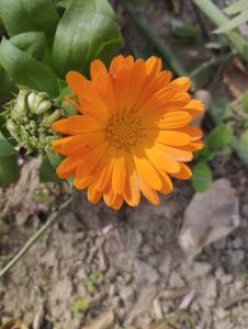 Orange flower in sunshine