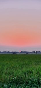 Sunset casting a warm golden glow over the grassy field. The sun bright red on the horizon line.