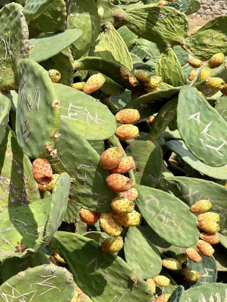 Opuntia or also called prickly pear cactus with many fruits. Some pads have carved writings.