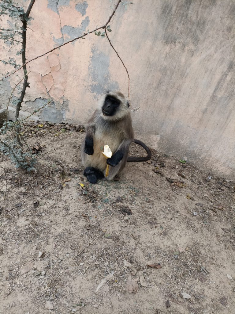 Langoor monkey eating banana