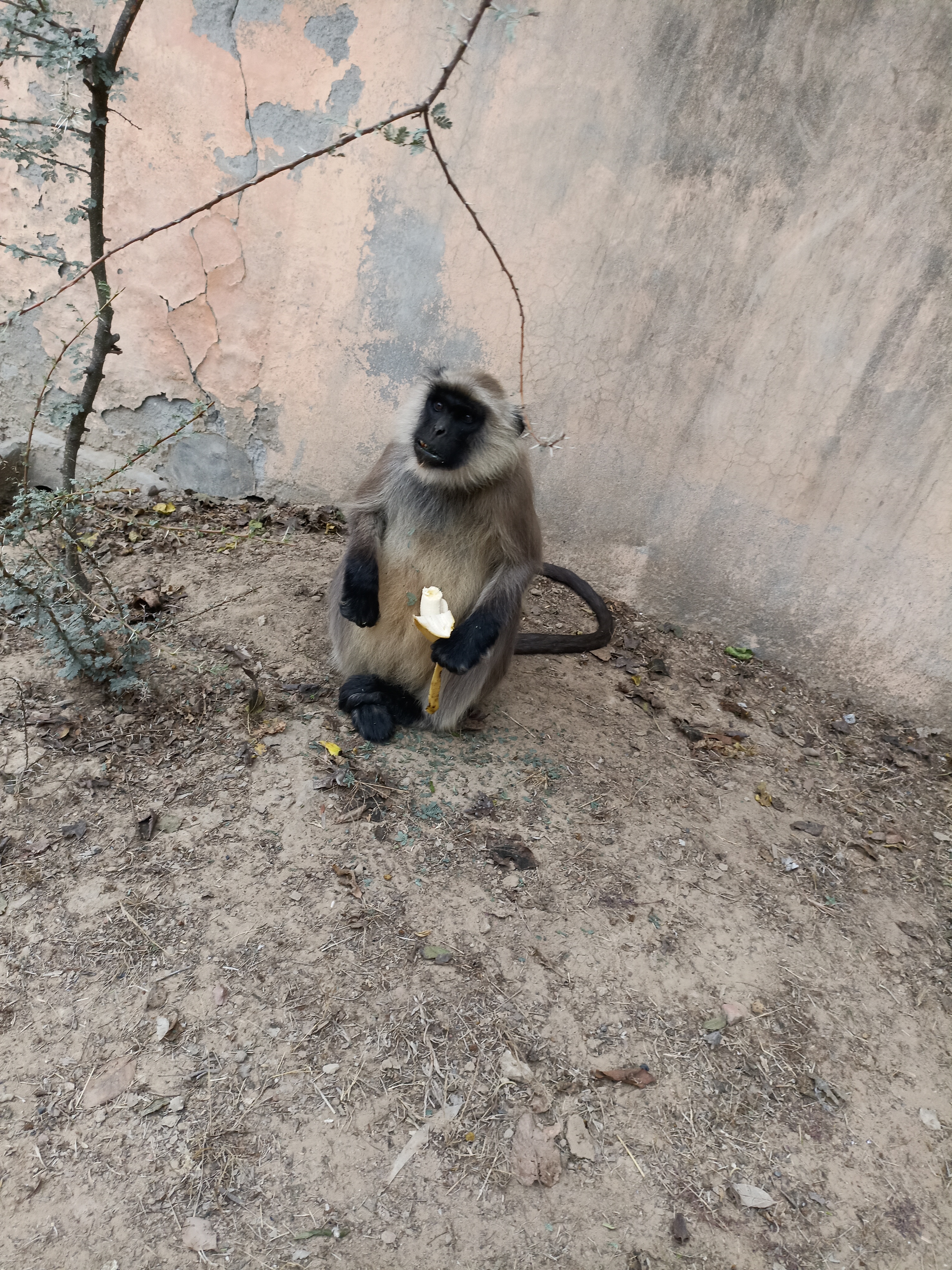 Langoor monkey eating banana 