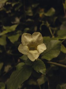 A beautiful flower in full bloom, displaying delicate petals and vibrant colors against a backdrop of lush greenery.