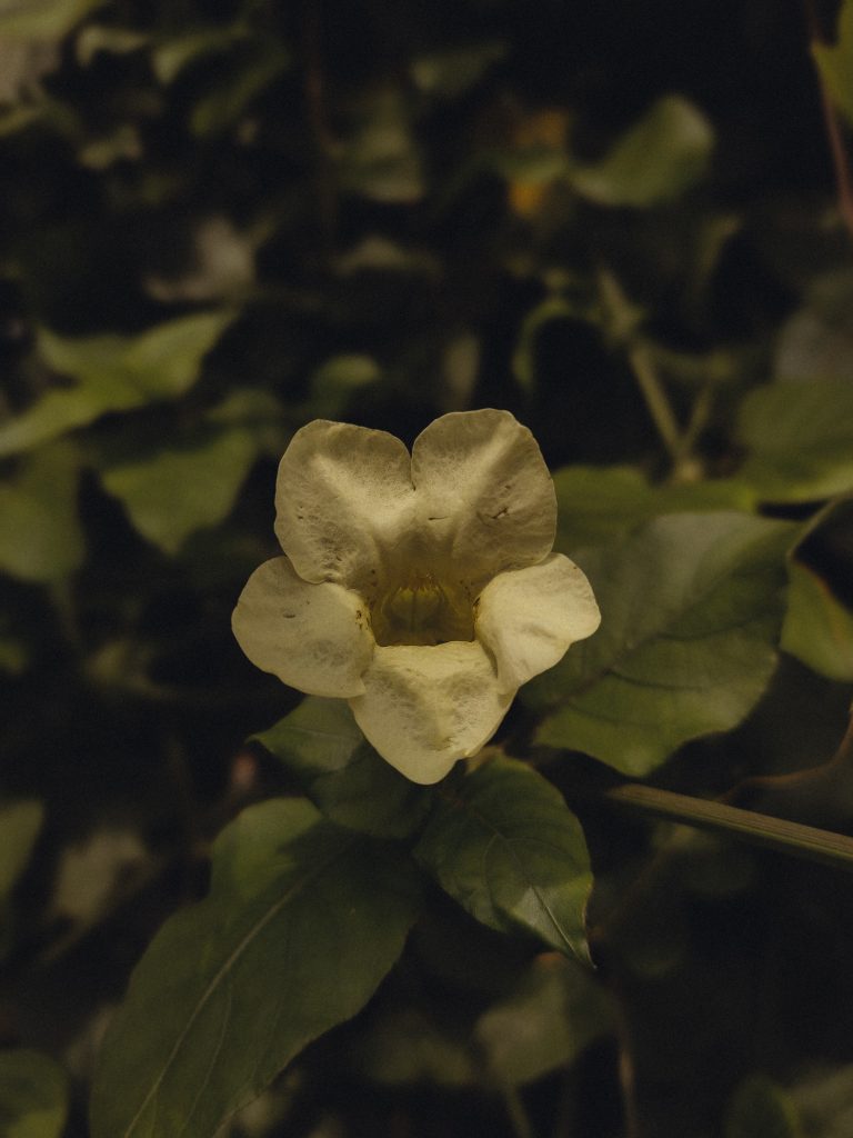 A beautiful flower in full bloom, displaying delicate petals and vibrant colors against a backdrop of lush greenery.