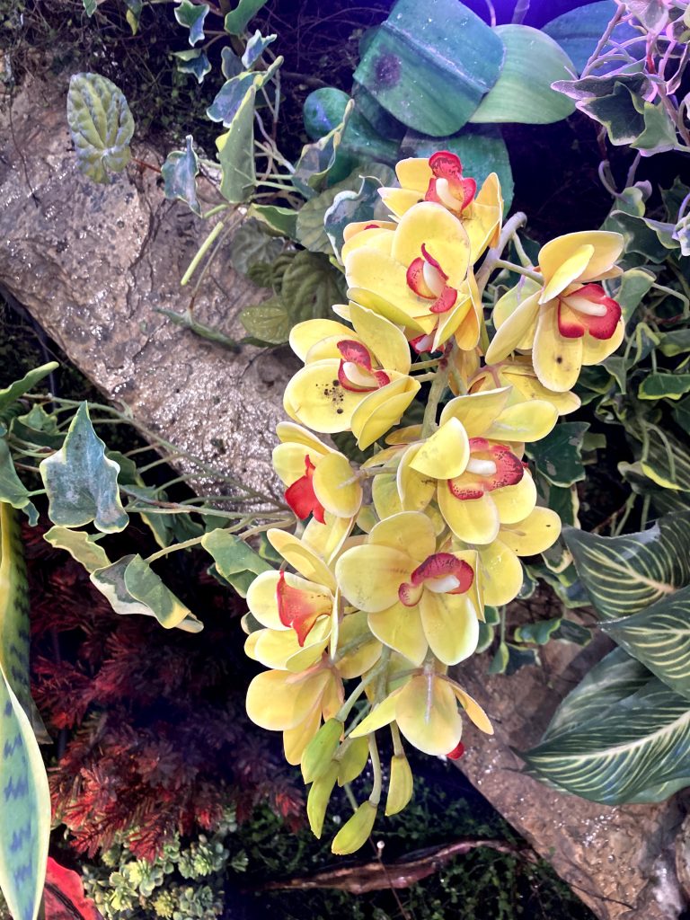 A close up of a bunch of orchid flowers on a tree.