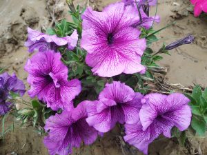 A cluster of vibrant purple petunia flowers with prominent dark purple veins, blooming in soil.