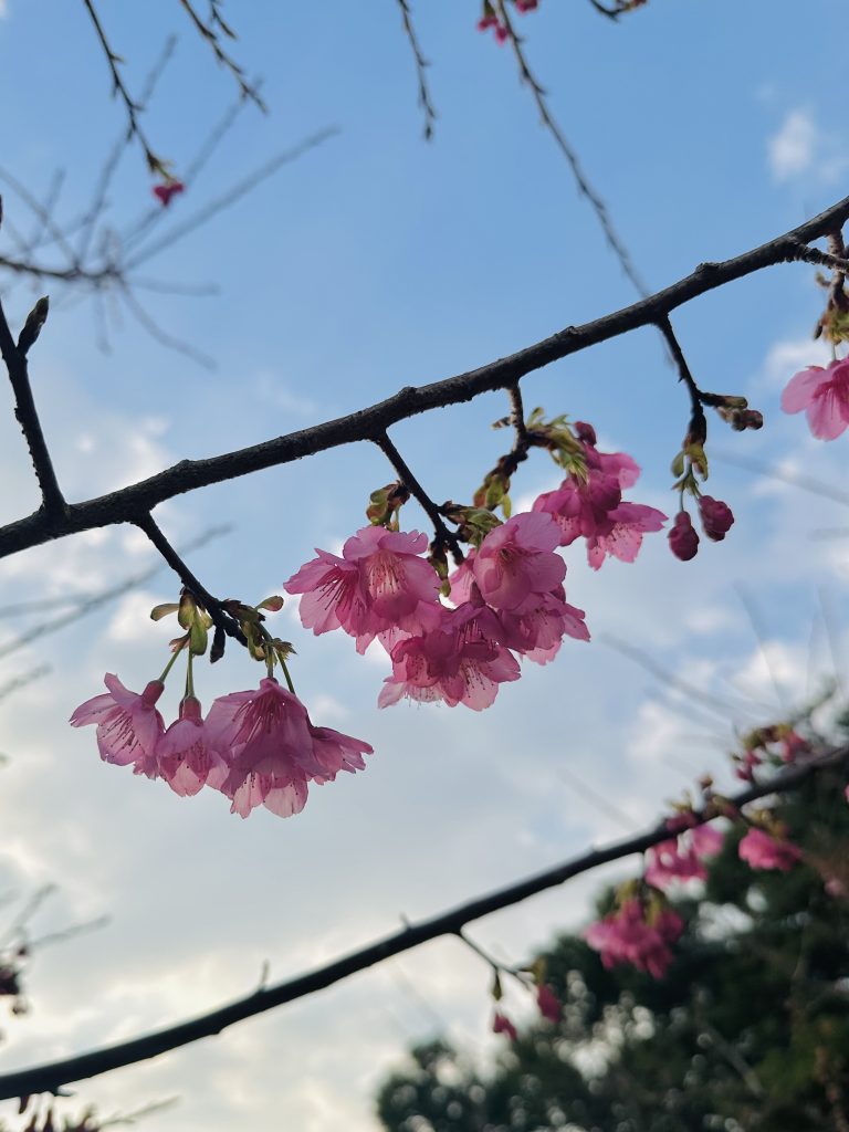 Dark pink cherry blossoms against morning sky. Flower, Japan, Japanese, tree, nature, spring.