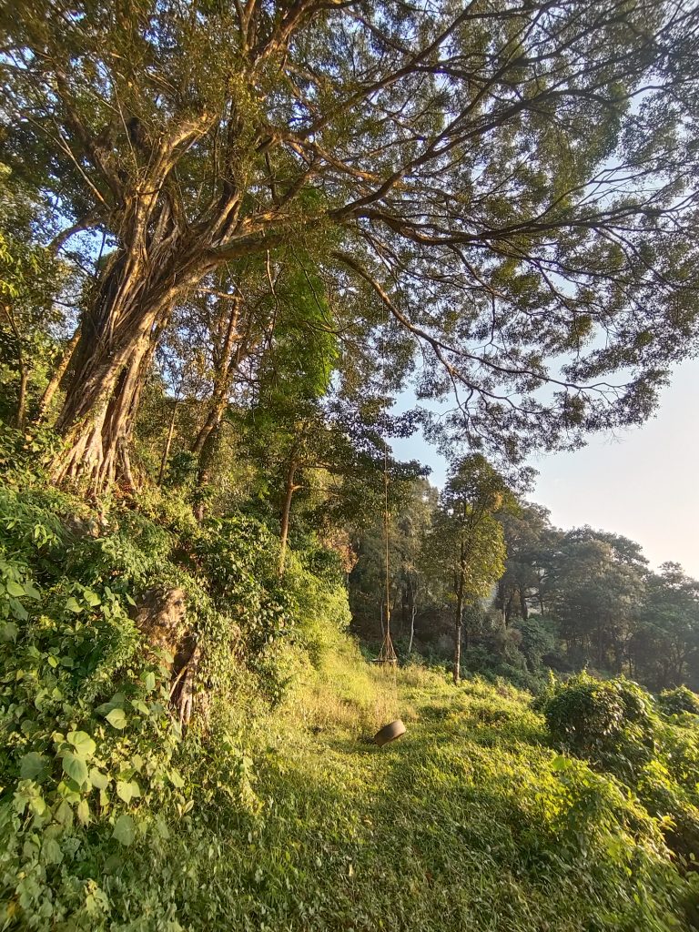 A big tree inside a forest