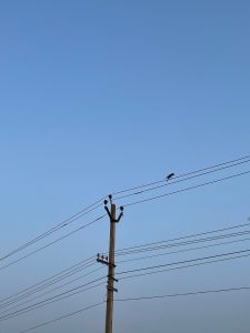  An electric post and a bird sitting on a power-line with clear blue sky in the background. 
