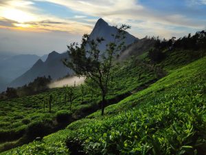 Misty sunrise in mountains and a perfect view of the tea garden and small trees. 