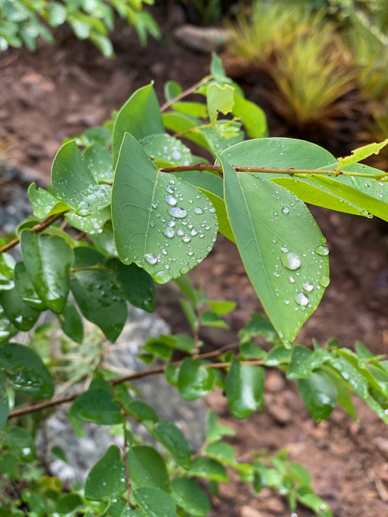 A close-up of raindrops on small green leaves.