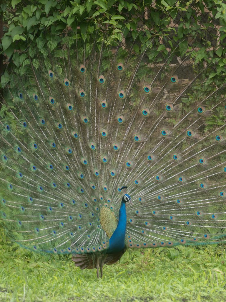 National Bird Of India, Indian peafowl