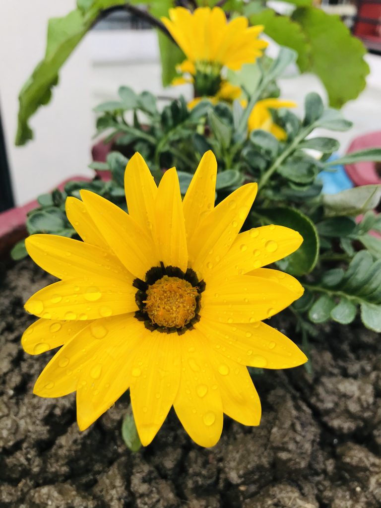 A yellow flower adorned with a droplet of water.