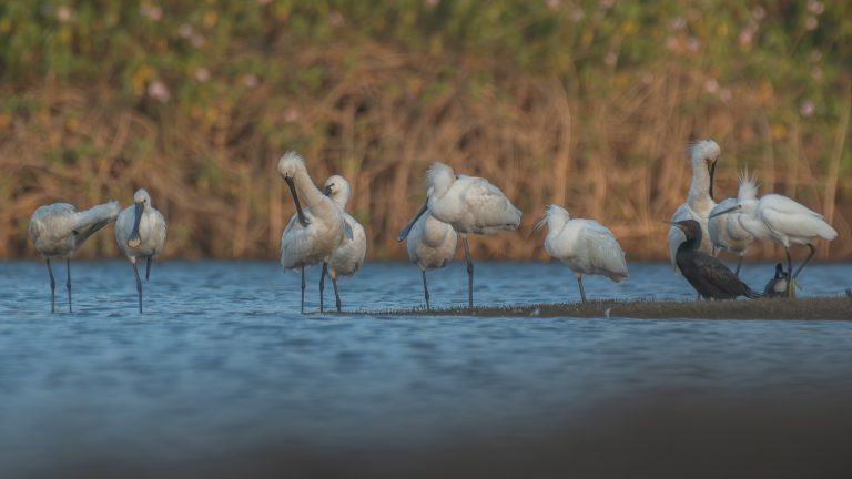 Water Birds, a group of Eurasian spoonbills standing near a waterbody.