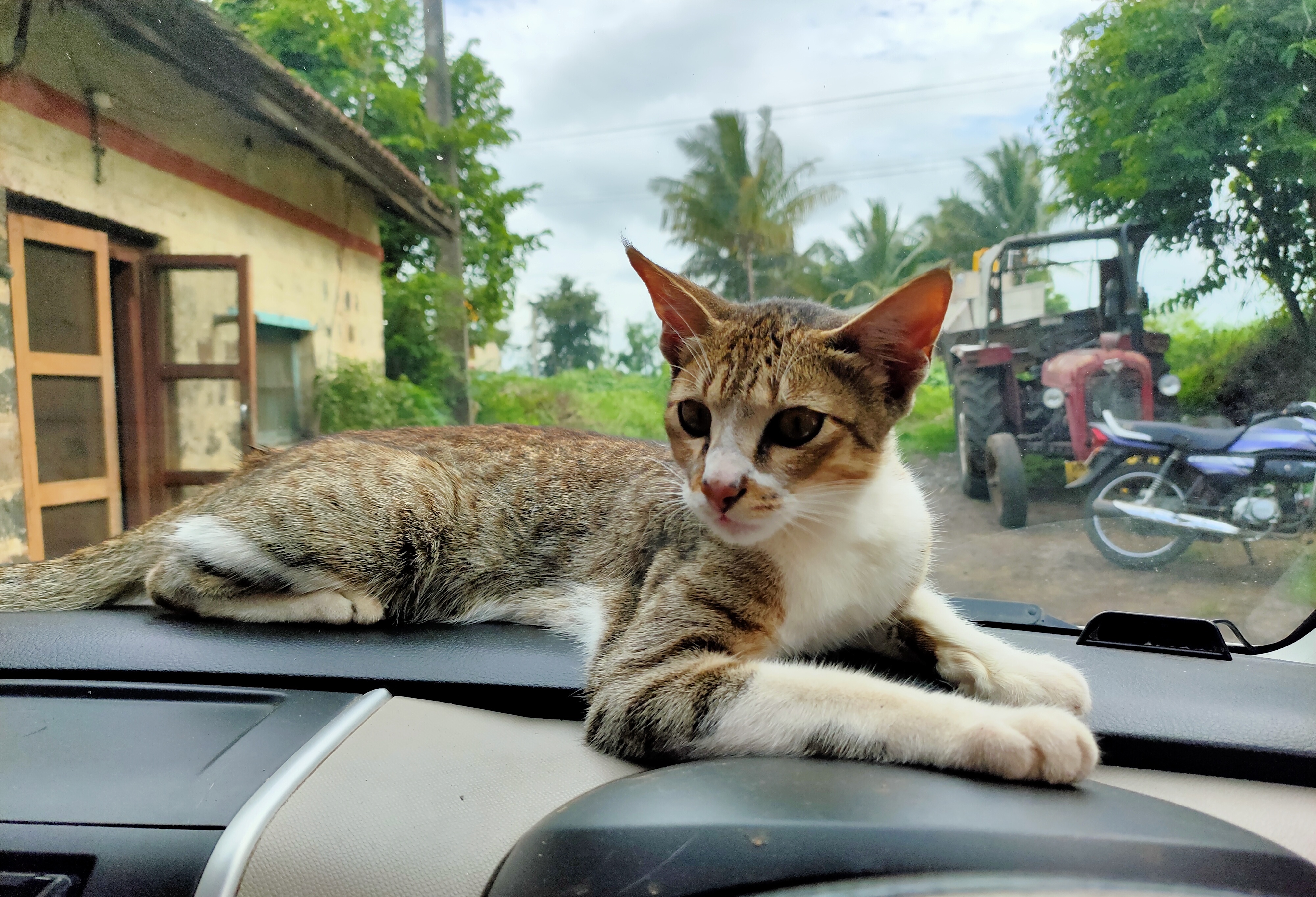 Tiny Tiger: A whimsical snapshot capturing Babya, the cat, perched regally on the dashboard of a 4-wheeler, exuding a playful yet majestic presence reminiscent of a tiger.