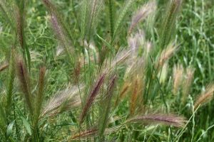 Purple green grass in the garden.