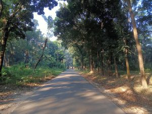 Morning sunshine on a road lined with trees near Jahangirnagar University, Savar, Dhaka, Bangladesh
