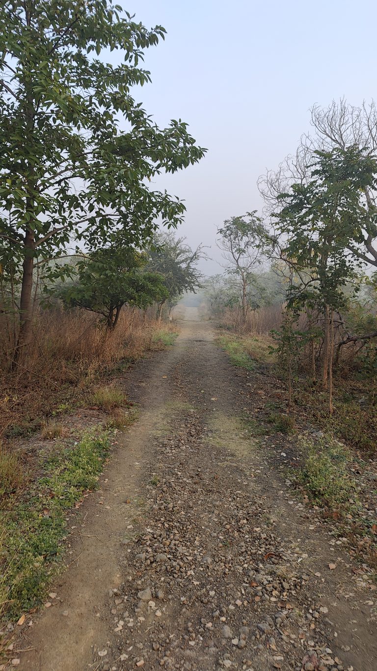 A misty pathway flanked by trees and dry grass leads into the hazy distance of a tranquil natural landscape.