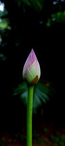 Lotus bud in the pond