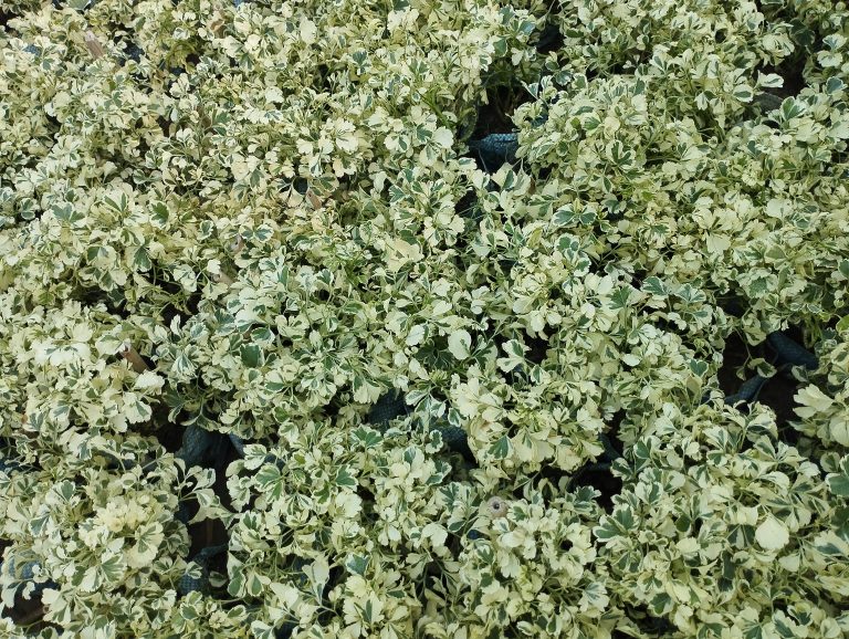 Variegated green and white plants