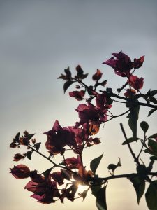 Silhouette of bougainvillea branches with magenta flowers against a soft light sky, sun creating a radiant backlighting effect.