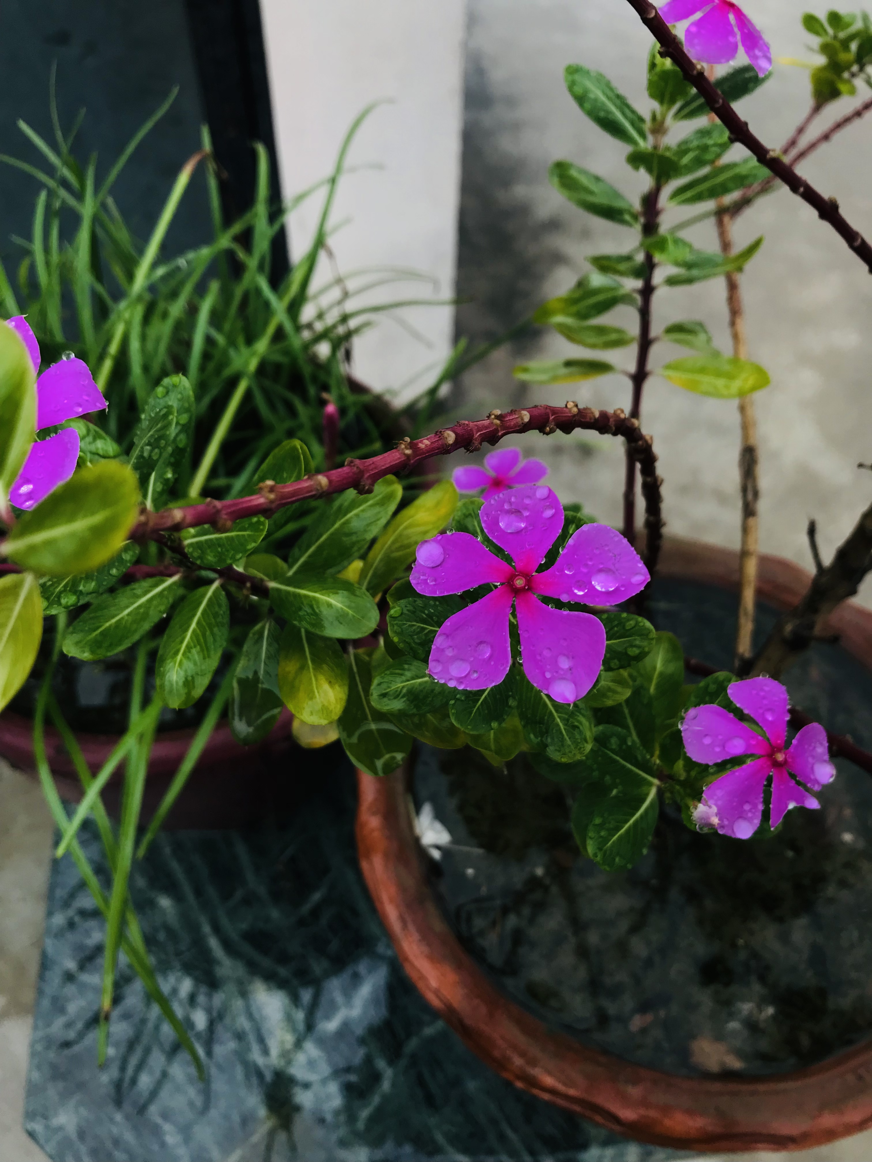 Close up of beautiful Vinca flower with green leaves