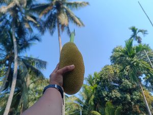 Breadfruit, held up toward the sky by a hand.
