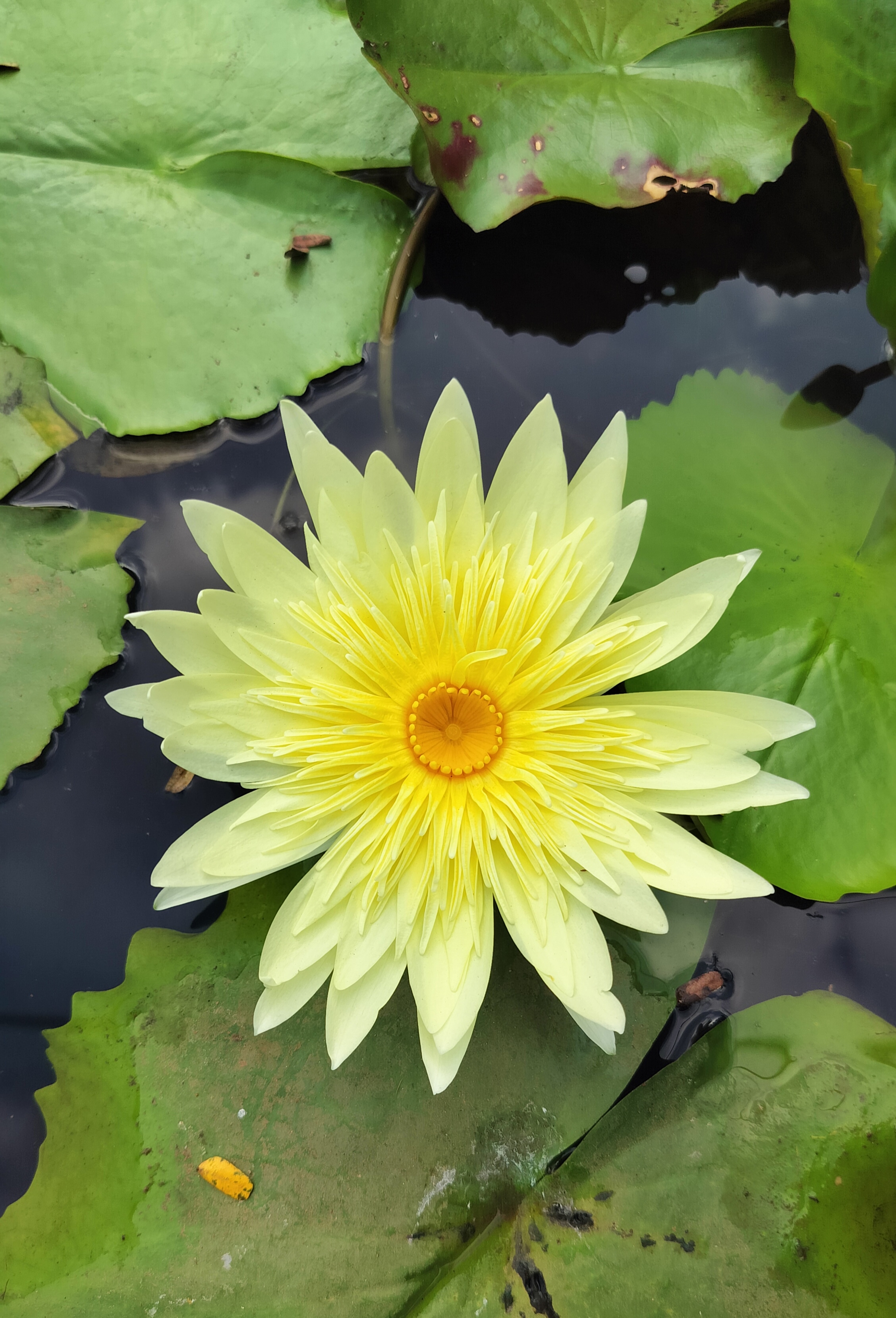 Yellow water-lily with its floating leaves in water.