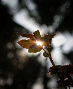 Sunlight filtering through green leaves, casting dappled shadows.
