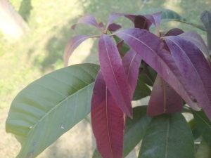 New leaves of mango tree : Nature's promise of abundance. 