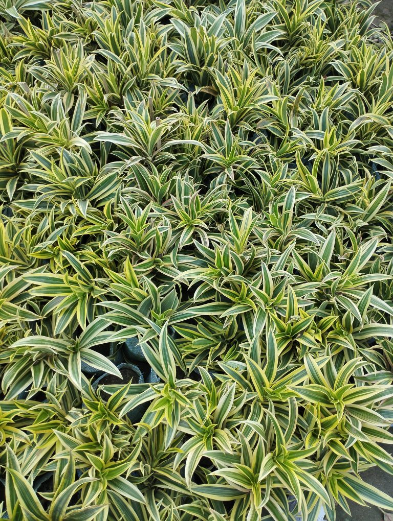 Green and yellow spiky-leaved plants