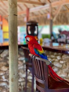A red parrot with yellow, blue and some green feathers sitting on a chair at a bar.
