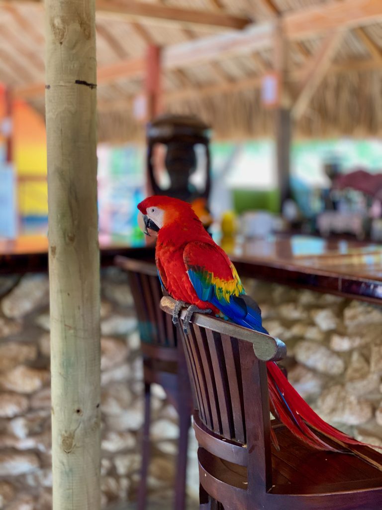 A red parrot with yellow, blue and some green feathers sitting on a chair at a bar.