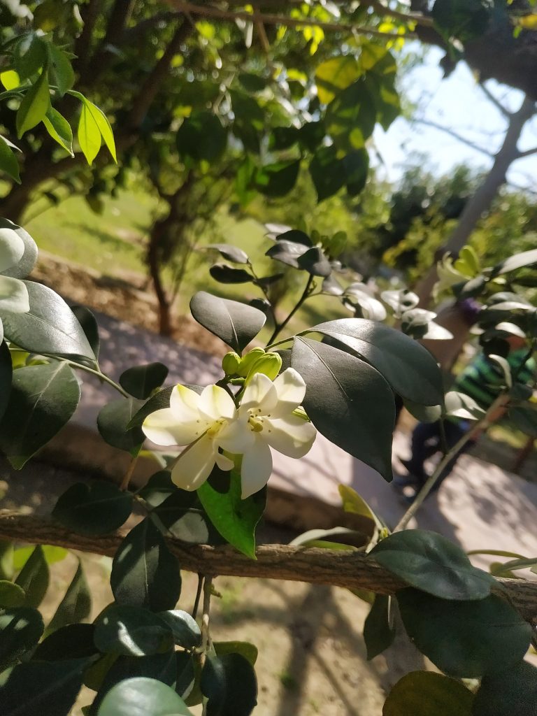 A close-up of a white flower nestled amidst glossy green leaves on a branch, set against the softly blurred background of a garden scene.