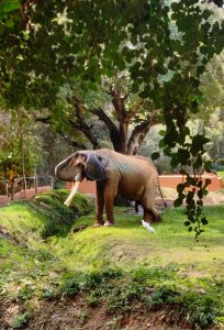 African elephant at Mysore Zoo, Karnataka
