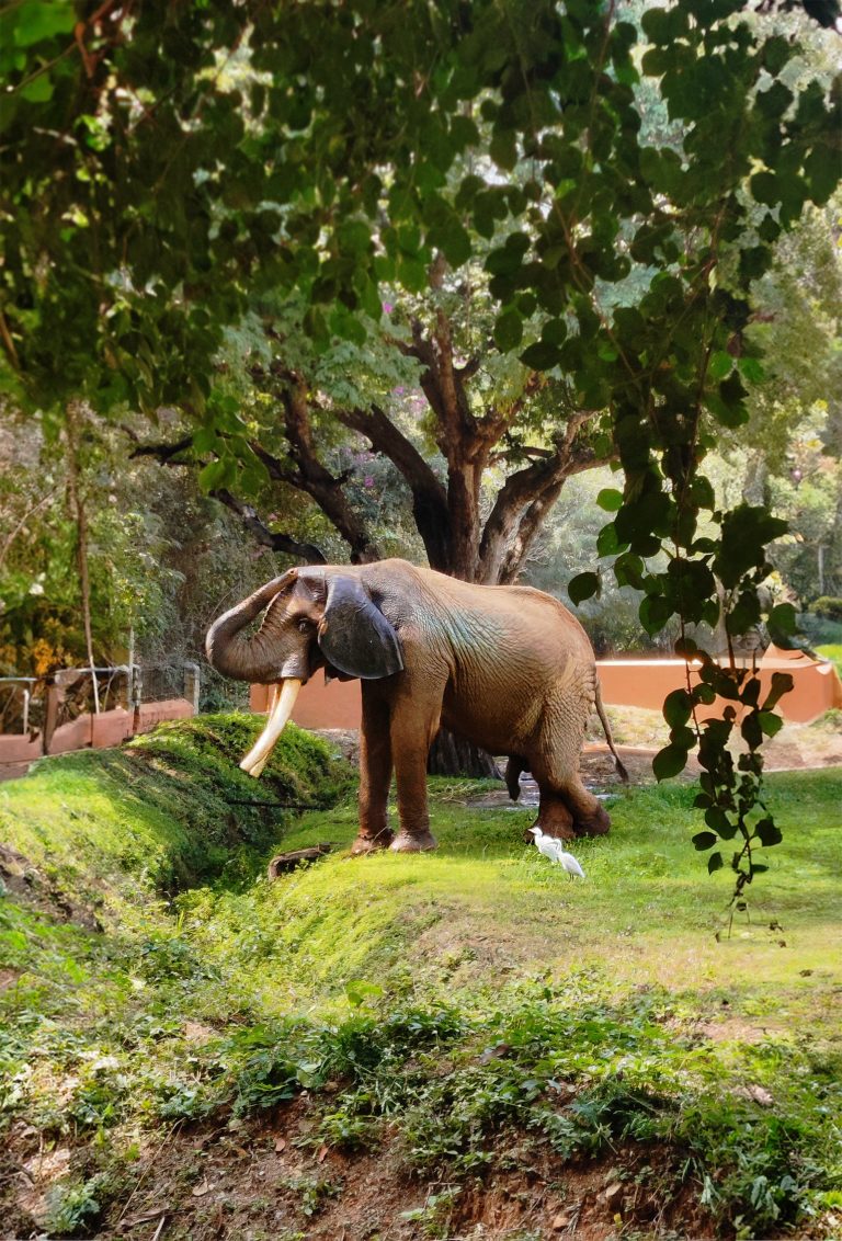 African elephant at Mysore Zoo, Karnataka