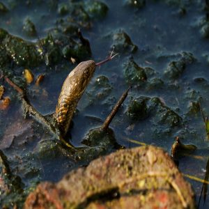 Snake in the water, with just its head protruding the water, one eye visible and flicking its tongue.