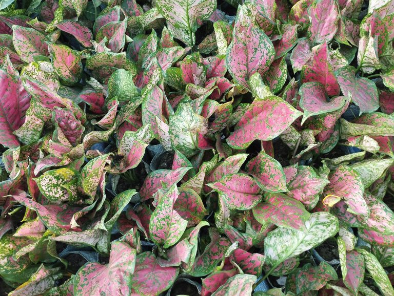 The pink and green leaves of the Agalonema plant