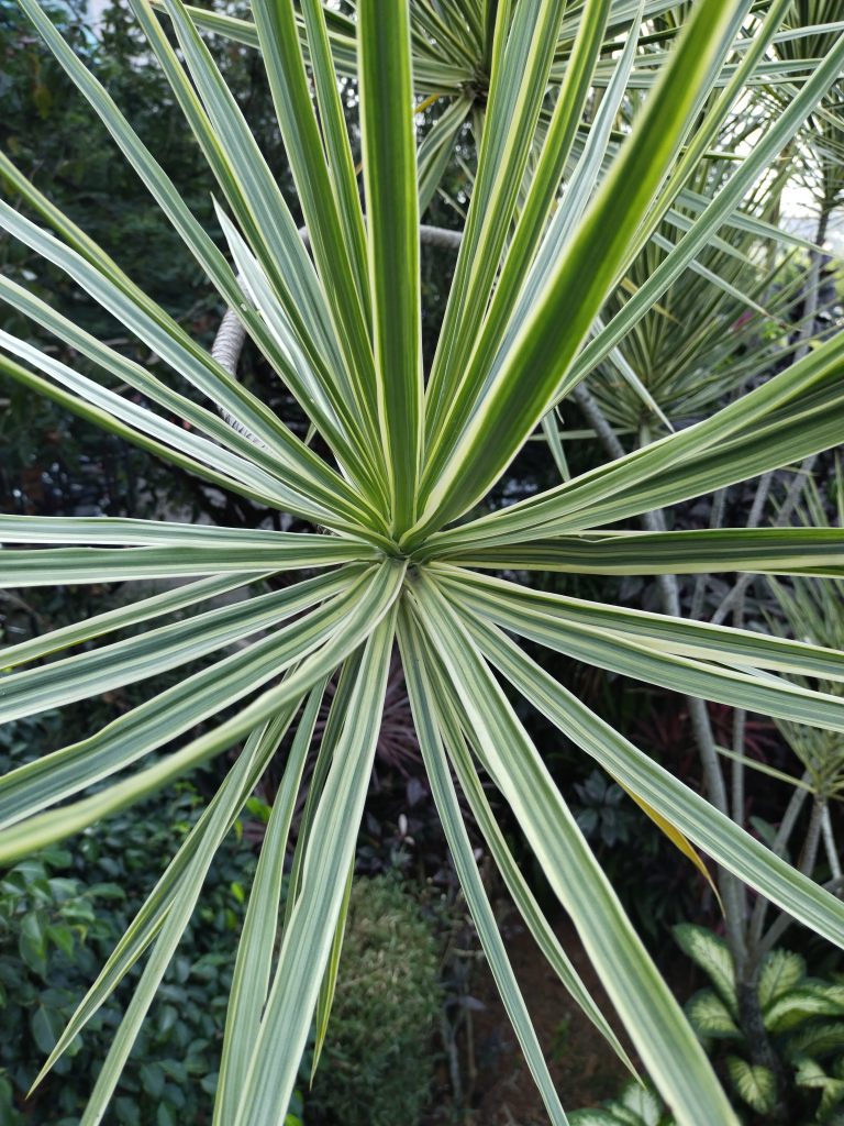 Song of India, Scientific Name – Dracaena reflexa.