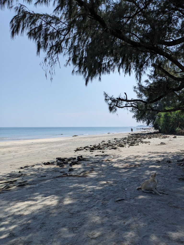 Looking down the beach on St. Martin’s Island with a dog lying in the foreground and people walking further down the beach. A large tree provides shade at the front.